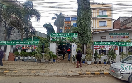 गुप्ता नर्सरी। तस्बिरः भगवती पाण्डे/सेतोपाटी